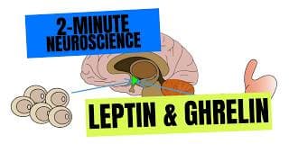 2-Minute Neuroscience: Leptin & Ghrelin